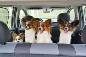 Doggie Daycare Insurance in Plano, TX